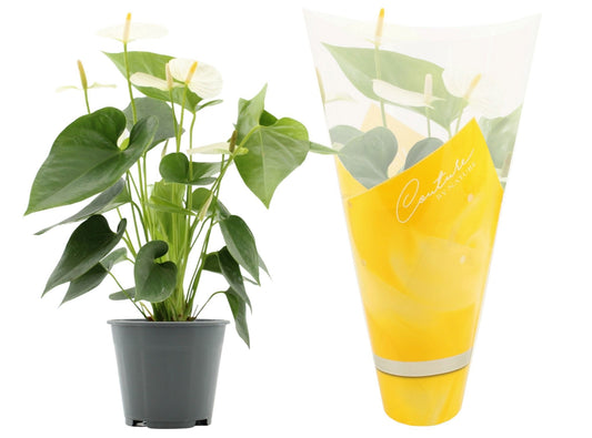 Anthurium Cocos in Christmas sleeve 45cm 14cm Pot
