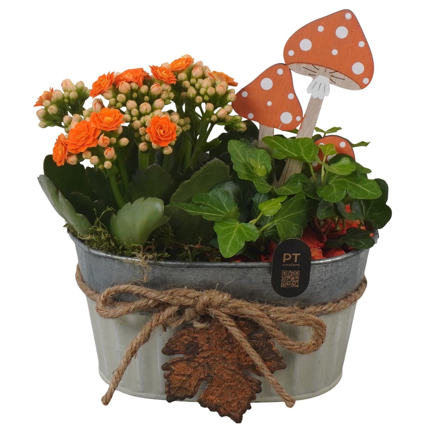 Indoor arrangement 19cm 16cm Pot