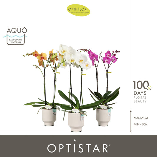 Phalaenopsis mix 50cm 12cm Pot