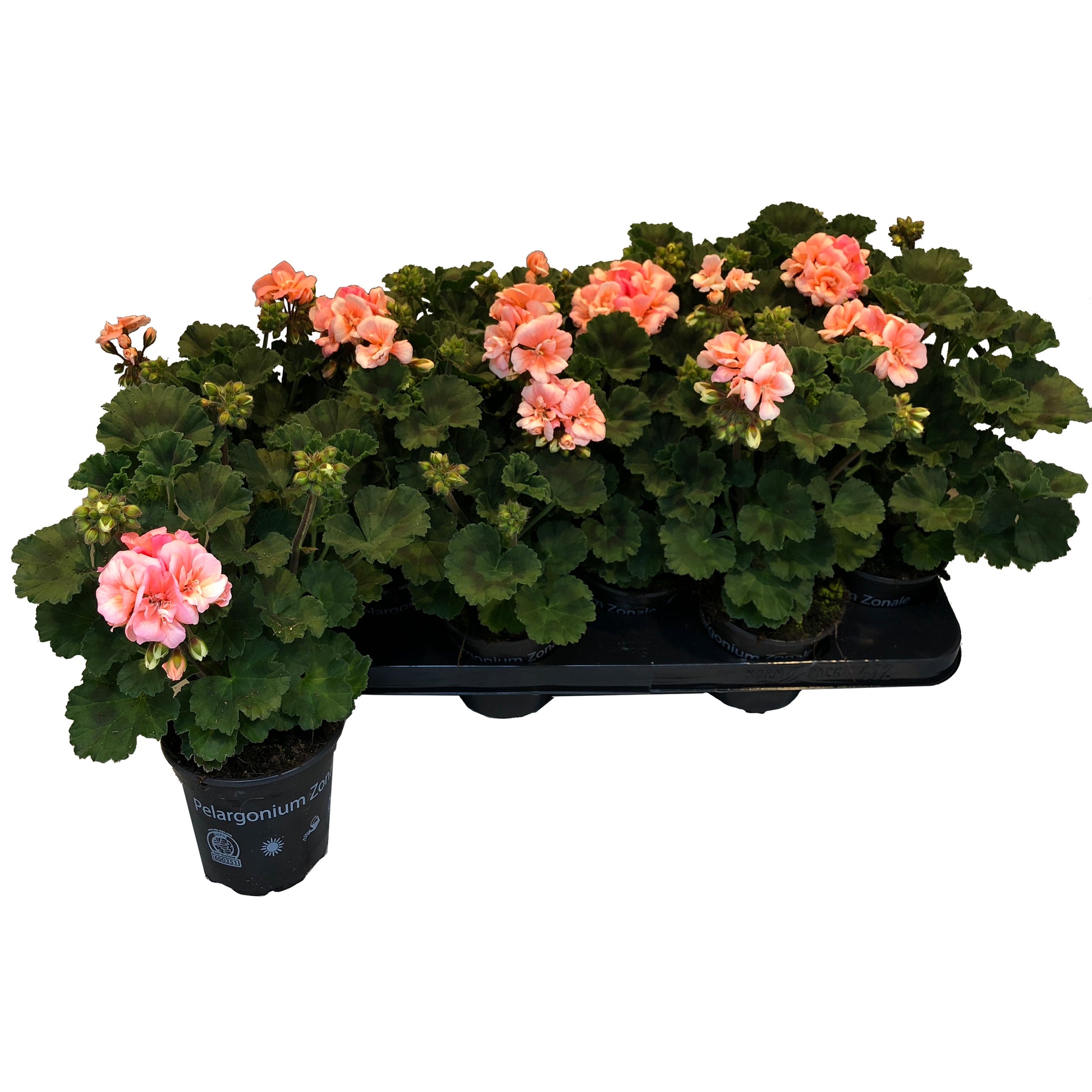 Pelargonium zon. Pelfi Montevideo 25cm 510cm Pot