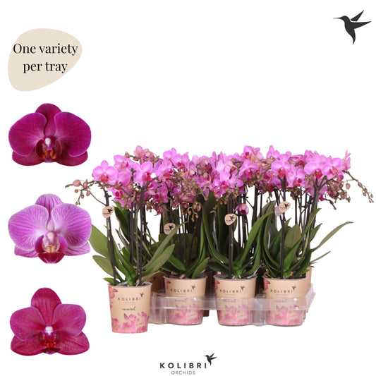 Phalaenopsis Purple 40cm 9cm Pot