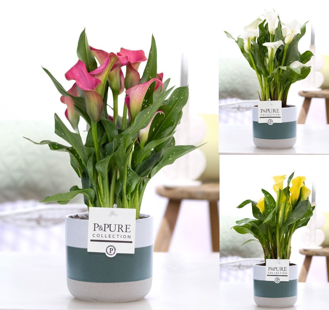 Zantedeschia 40cm 12cm Pot