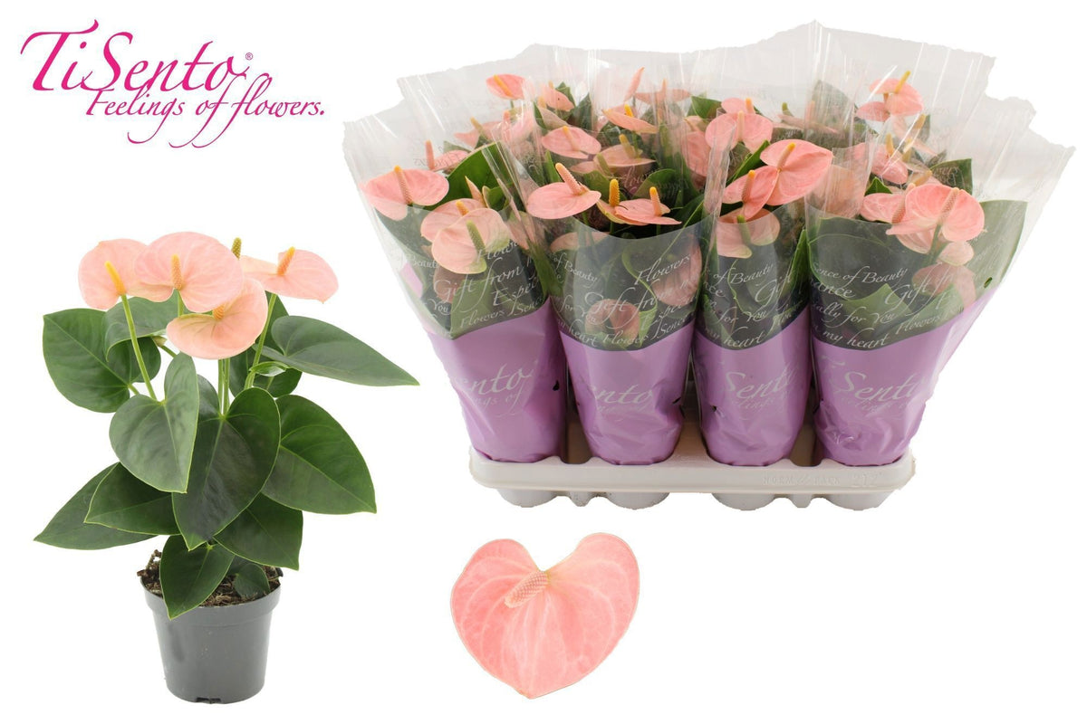 Anthurium Spirit 25cm 9cm Pot
