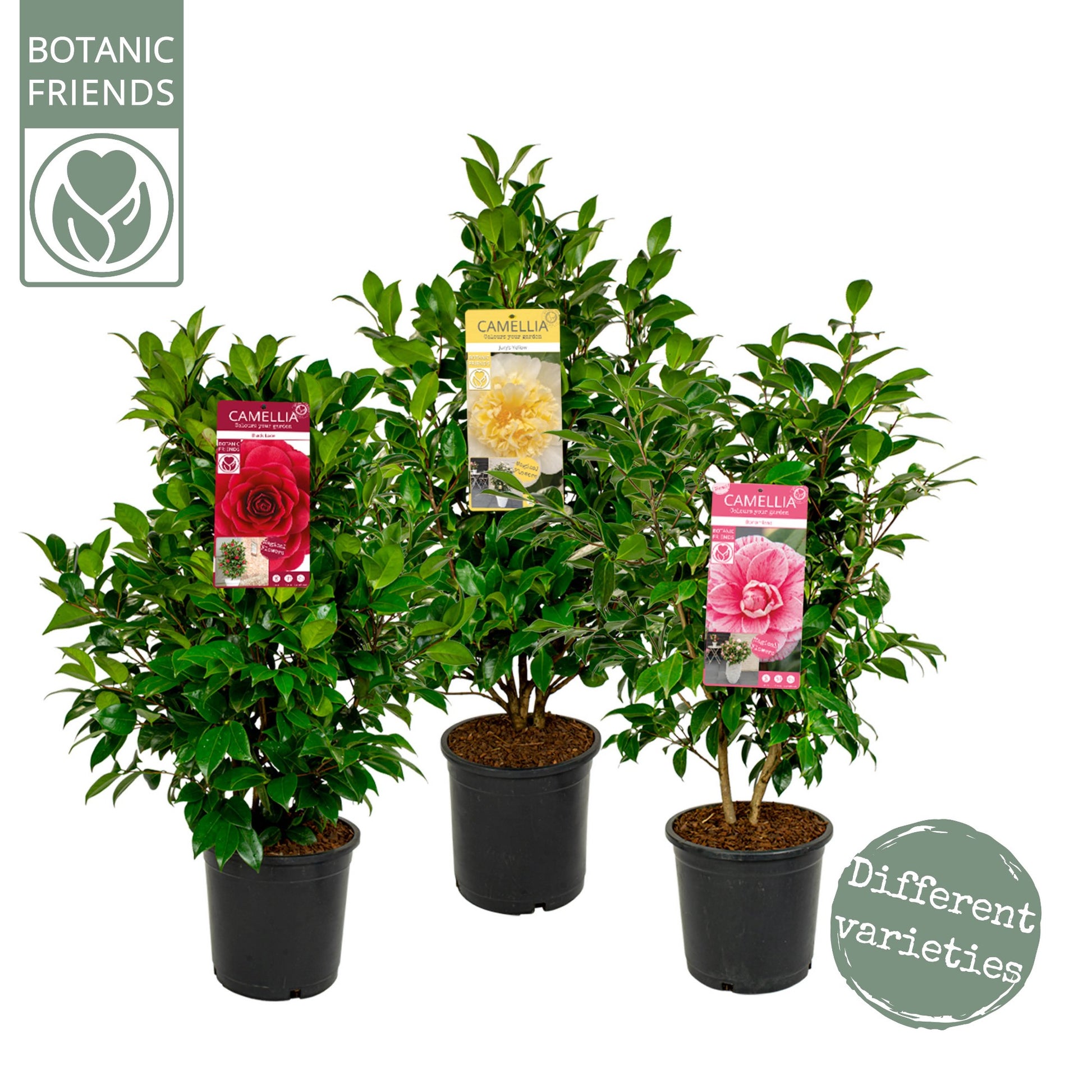 Camellia japonica 85cm 24cm Pot