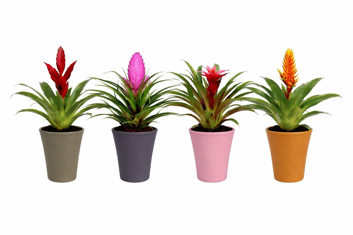 Bromelia mix 30cm 10.5cm Pot