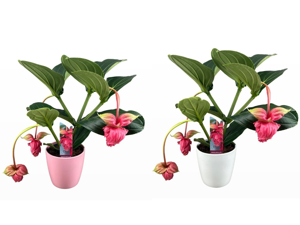Medinilla Flamenco 65cm 19cm Pot