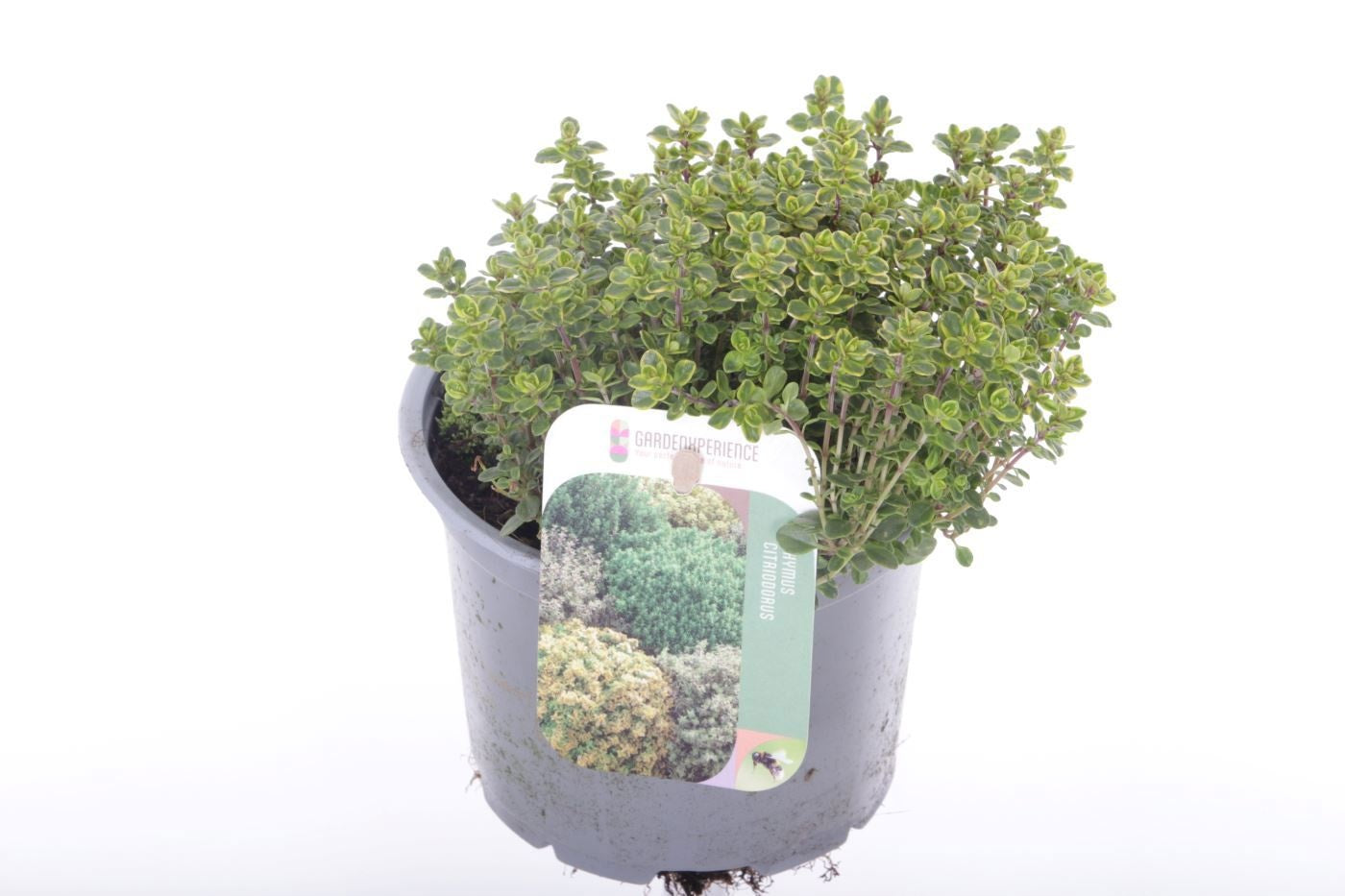 Thymus citriodorus 20cm 13cm Pot