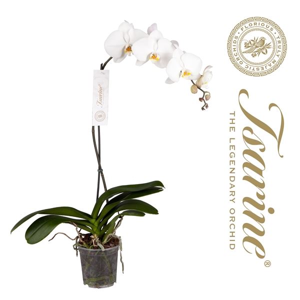 Phalaenopsis white 90cm 15cm Pot