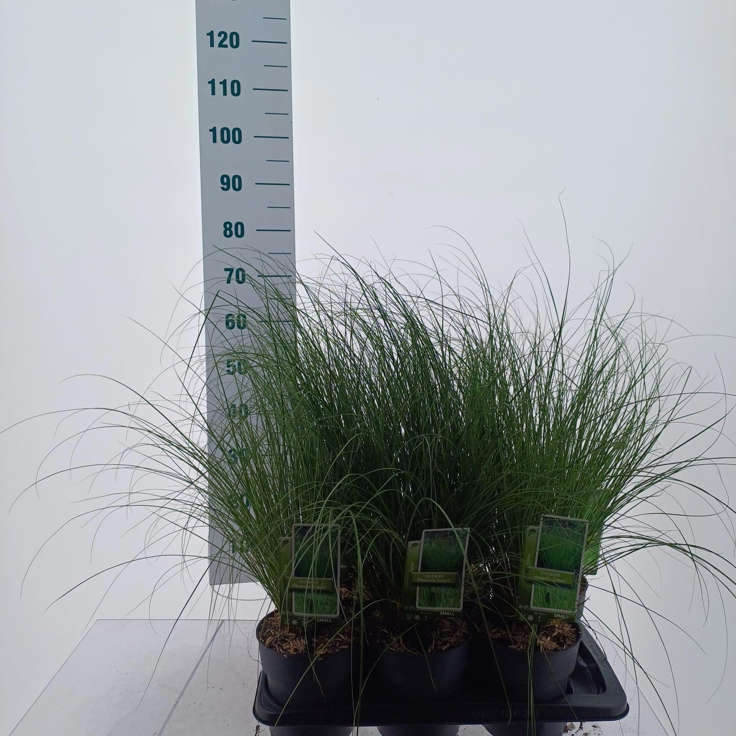 Carex Colorgrass Phoenix Green 60cm 17cm Pot