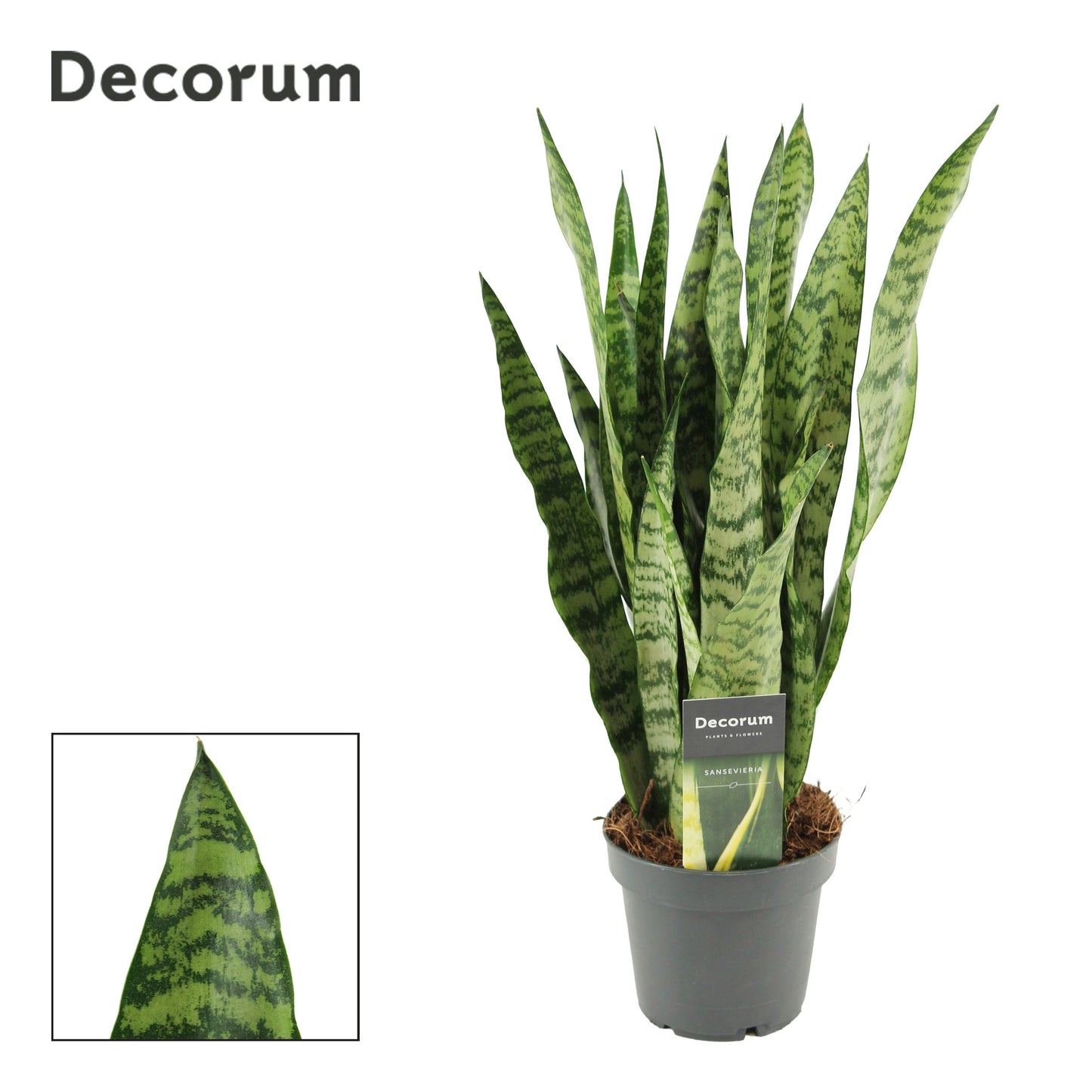 Sansevieria trifasciata 50cm 12cm Pot