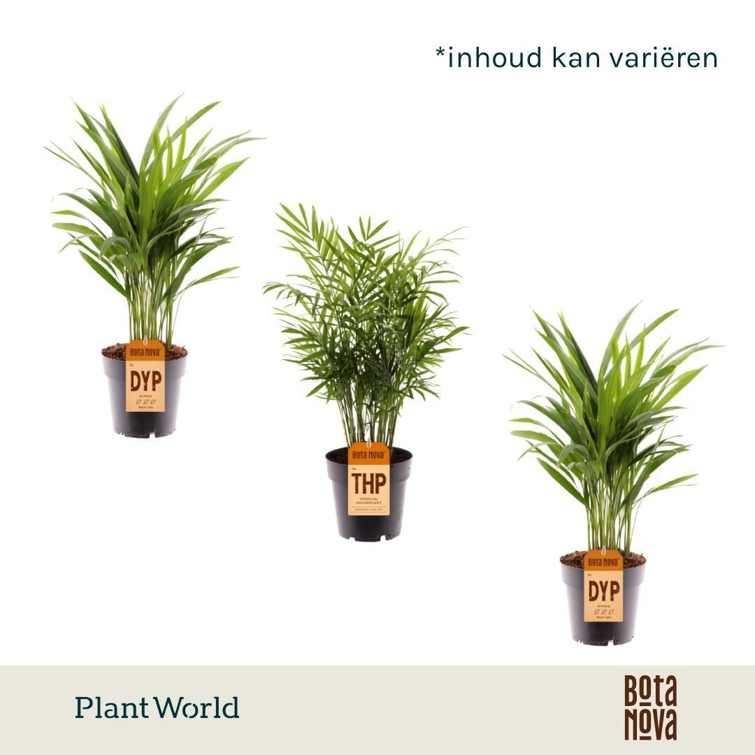 Palms mix 45cm 14cm Pot