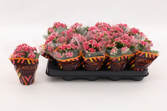 Kalanchoe Weaver Bicolor 15cm 8cm Pot