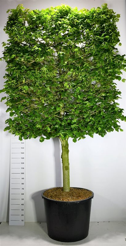 Bloemenkampen BV, Hkw. de Tilia platyphyllos Pack of 1