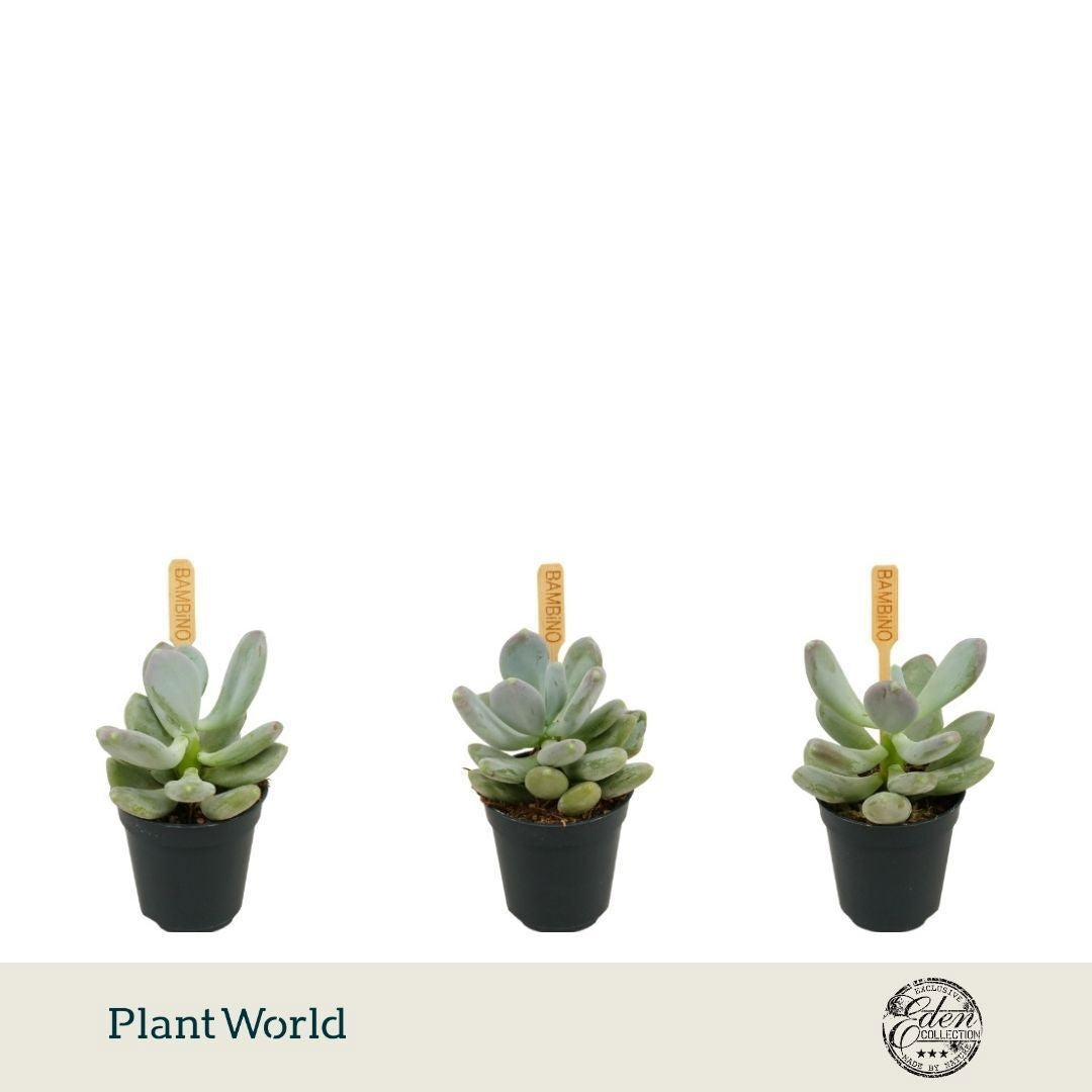 Plantworld Smit Kwekerij Echeveria Hybrid Pack of 20