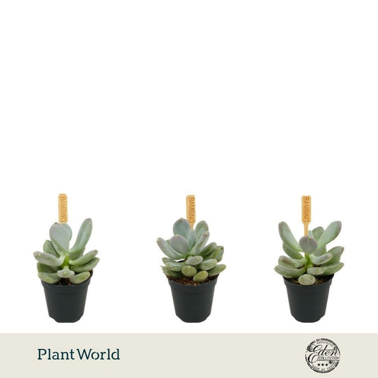 Plantworld Smit Kwekerij Echeveria Hybrid Pack of 20