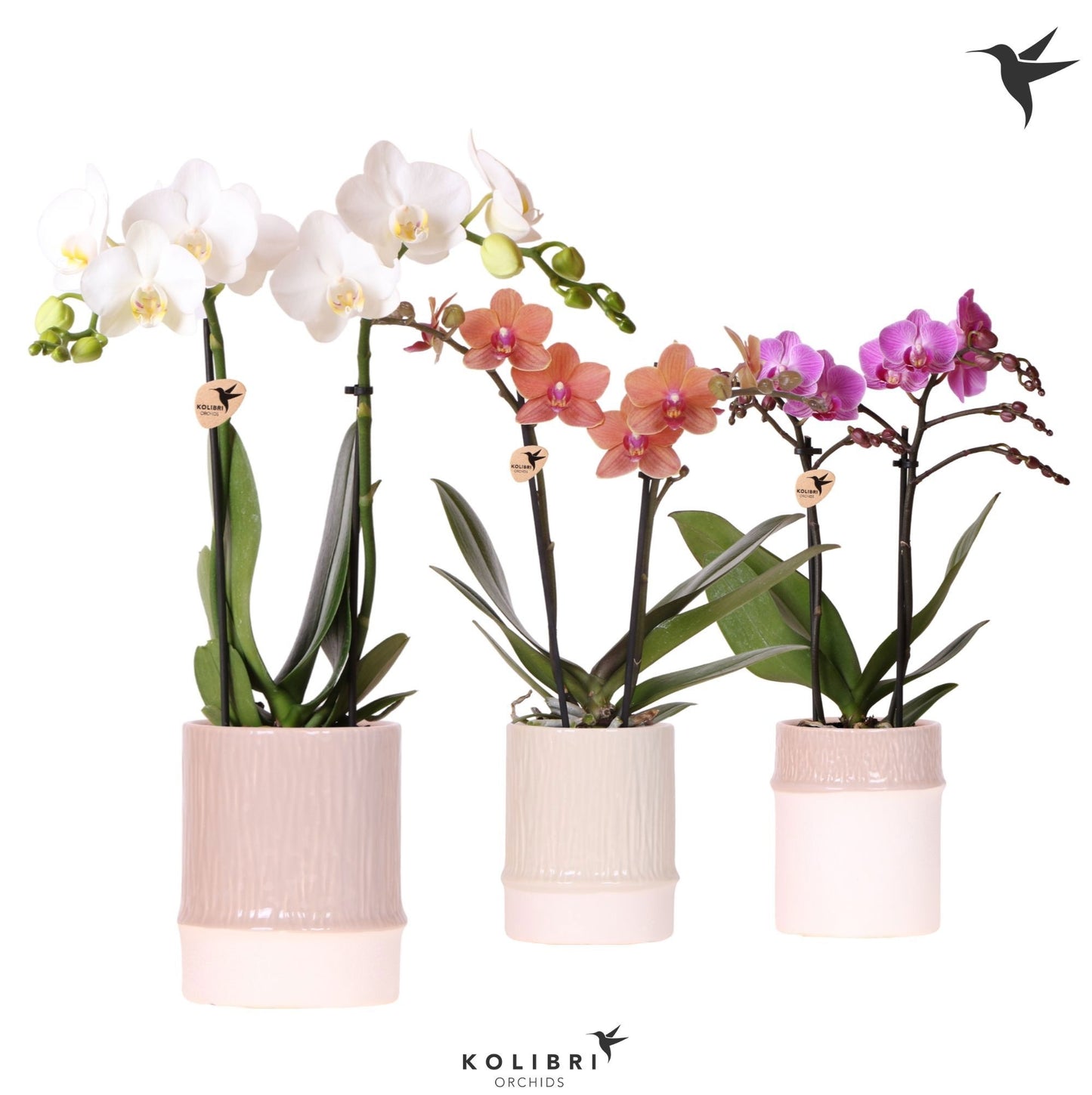 Phalaenopsis mix 2spike 40cm 9cm Pot