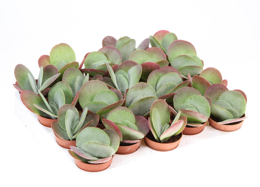 Kalanchoe thyrsiflora Red Lips 10cm 505cm Pot