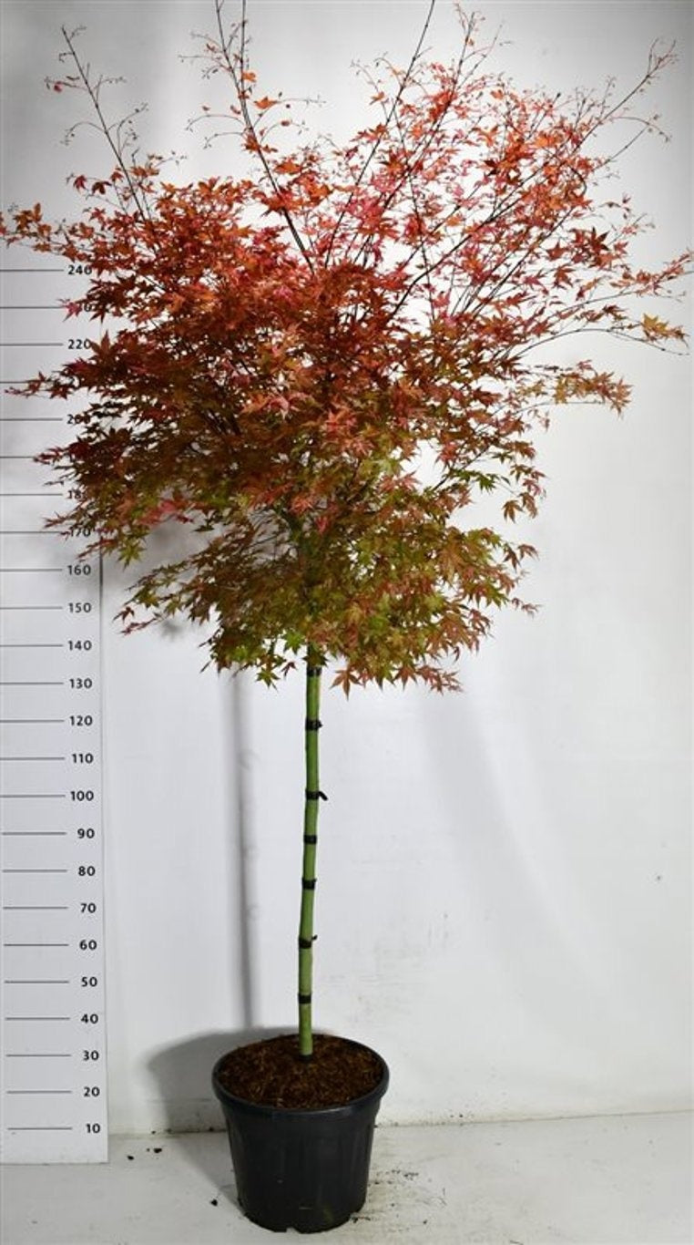 Acer Beni-maiko 200cm 40cm Pot