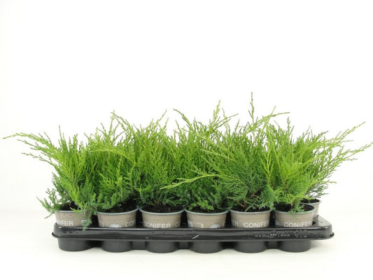Juniperus Gold Coast 15cm 9cm Pot