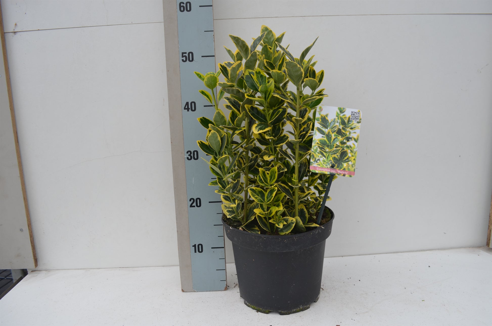 Euonymus Ovatus Aureus 35cm 23cm Pot