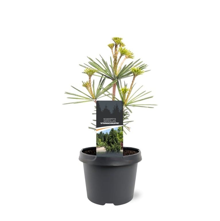 Sciadopitys verticillata 30cm 19cm Pot