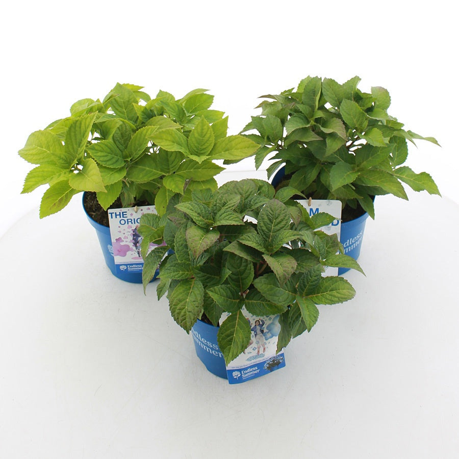 Hydrangea macrophylla mix 35cm 20cm Pot