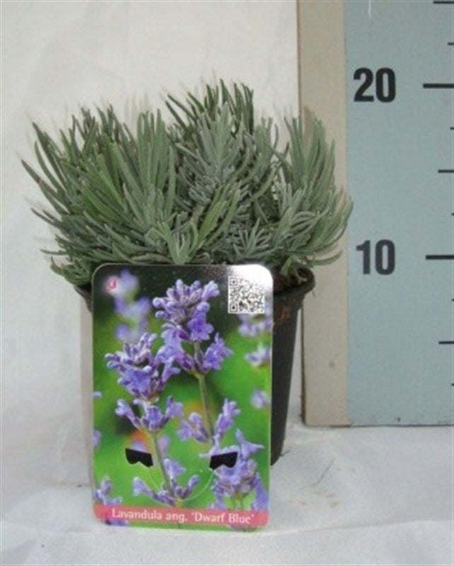 Lavandula ang. Dwarf Blue 20cm 13cm Pot