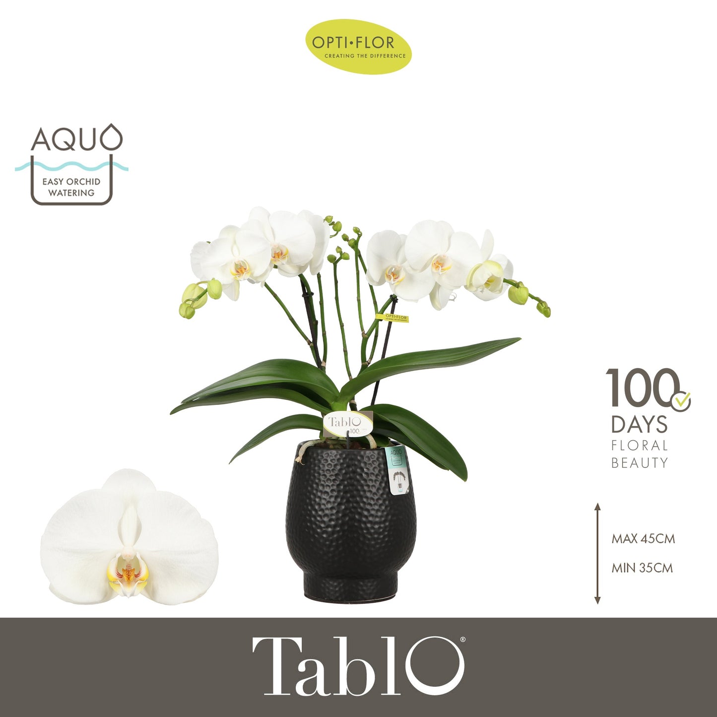 Phalaenopsis white 40cm 12cm Pot