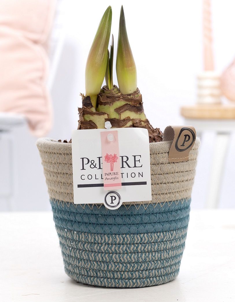 Hippeastrum 22cm 14cm Pot