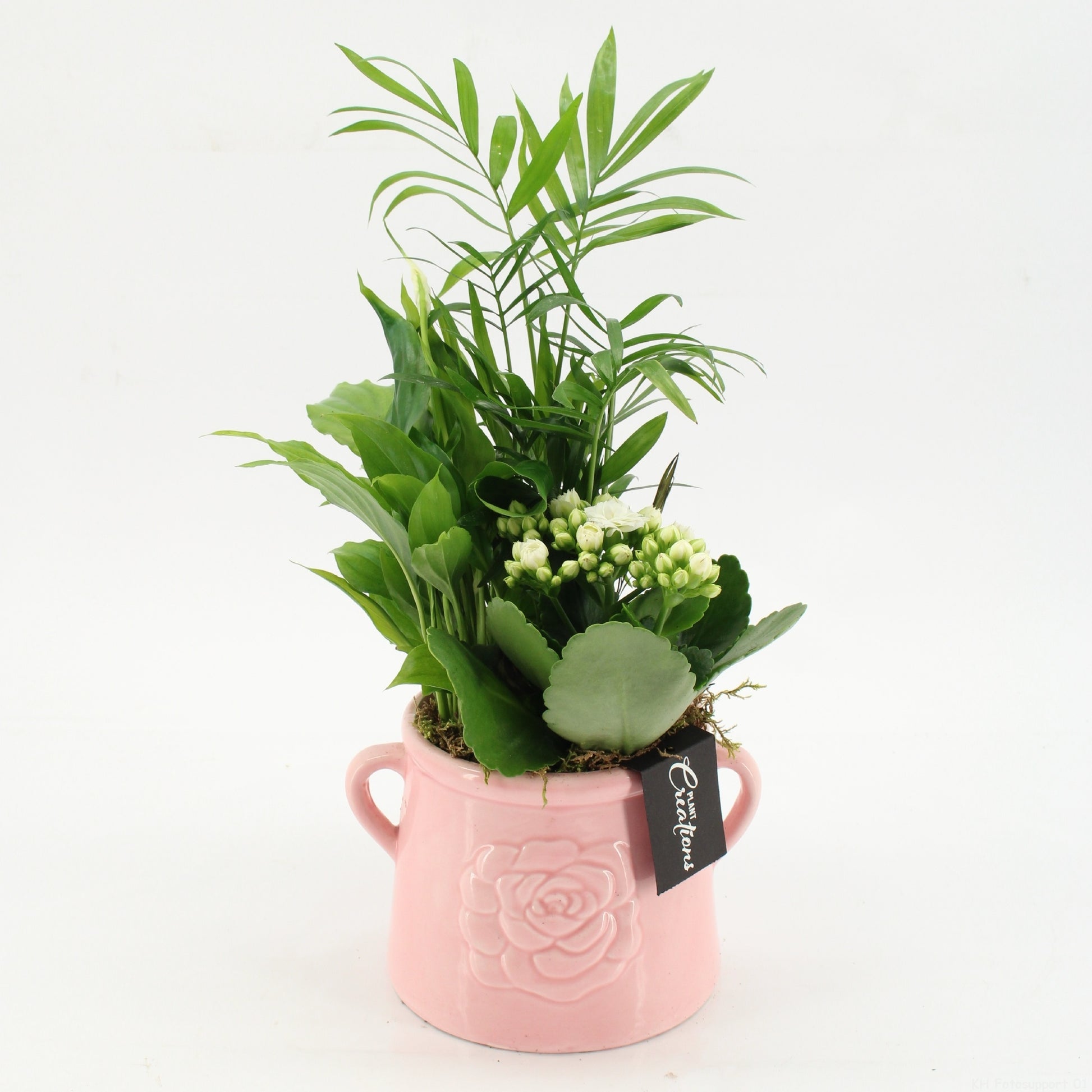 Indoor Flowering arrangement 40cm 16cm Pot