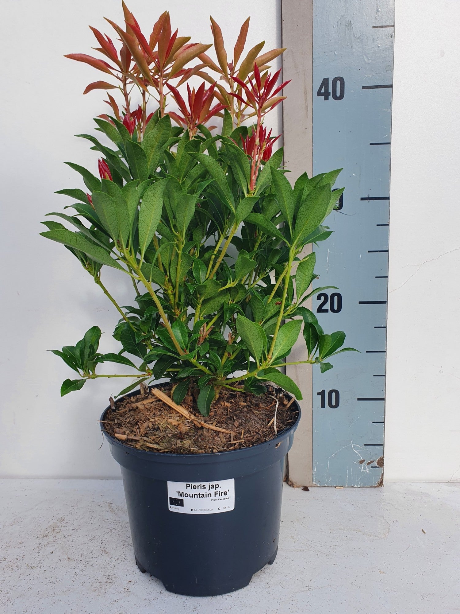 Roessel Tuinpl. VOF, B. v. Pieris japonica Mountain Fire Pack of 6