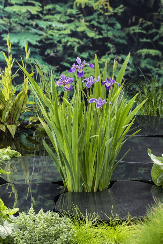 Waterplkw R. Moerings Iris versicolor Pack of 3