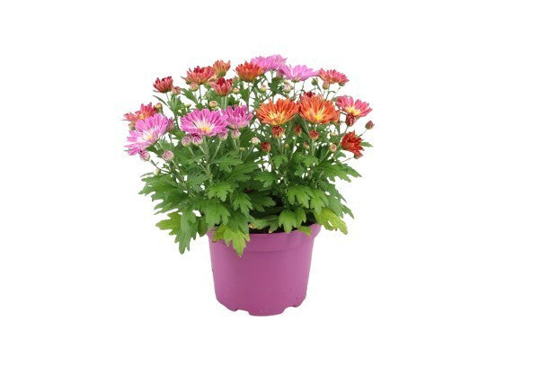 Chrysanthemum Sollinea mix 35cm 19cm Pot