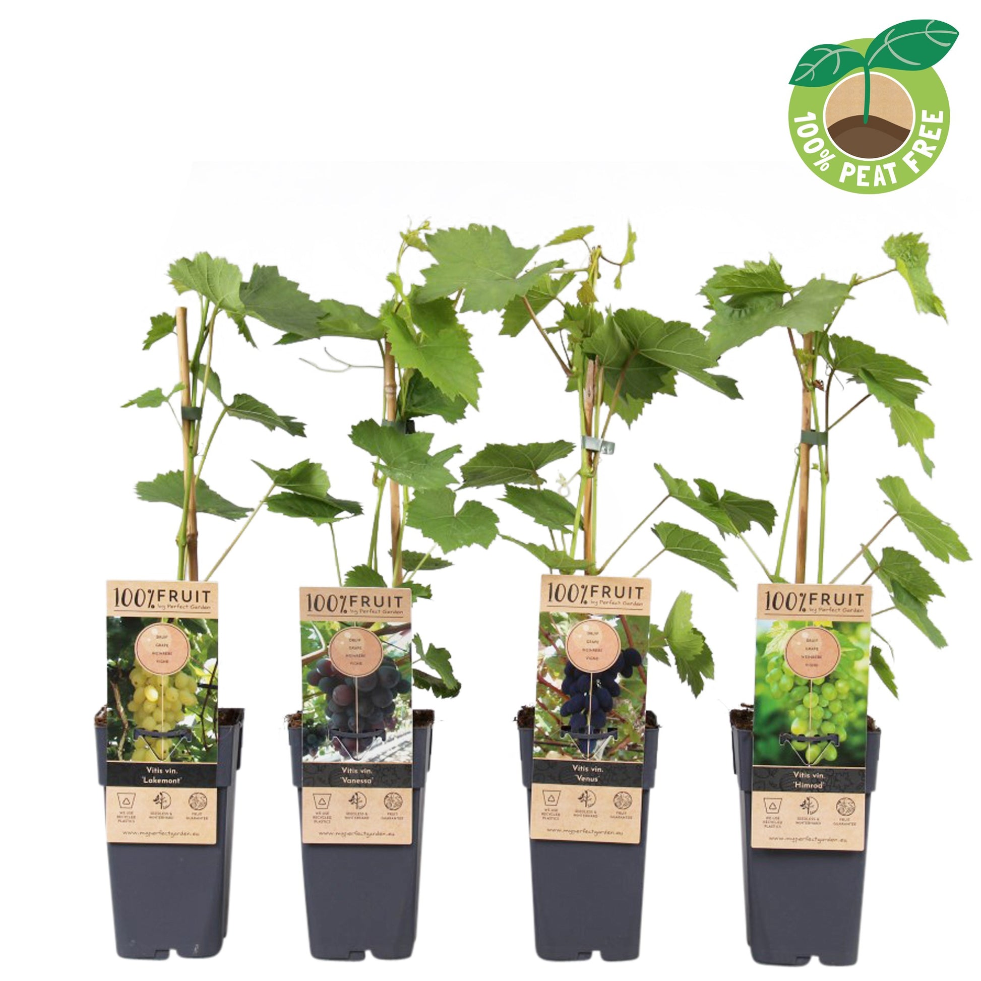 Vitis vinifera mix (Grape Mix) 50cm 15cm Pot