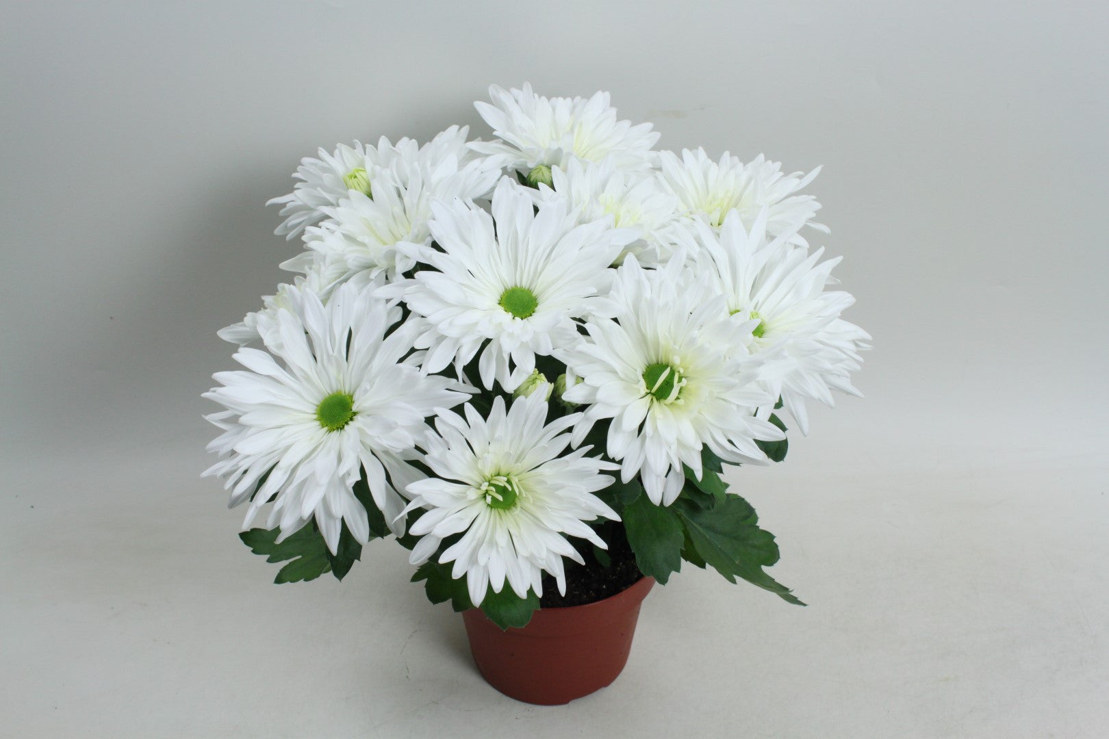 Chrysanthemum Sensation 27cm 14cm Pot