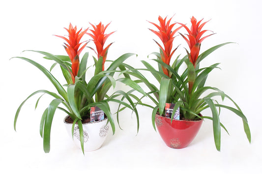 Guzmania Ostara 55cm 22cm Pot