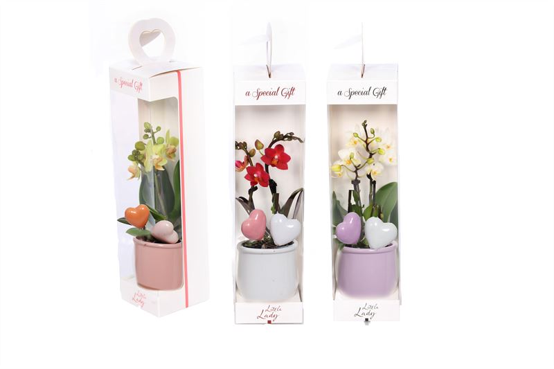 Phalaenopsis Tiny Dolls mix (+ drp.Valencia) 17cm 6cm Pot
