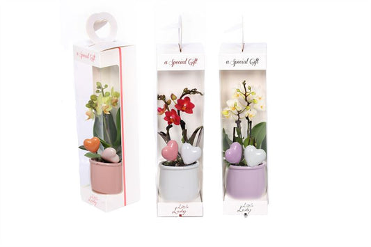 Phalaenopsis Tiny Dolls mix (+ drp.Valencia) 17cm 6cm Pot