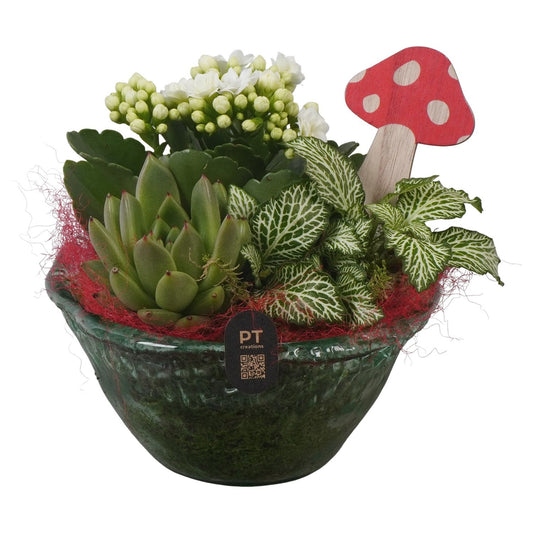 Indoor arrangement 17cm 15cm Pot
