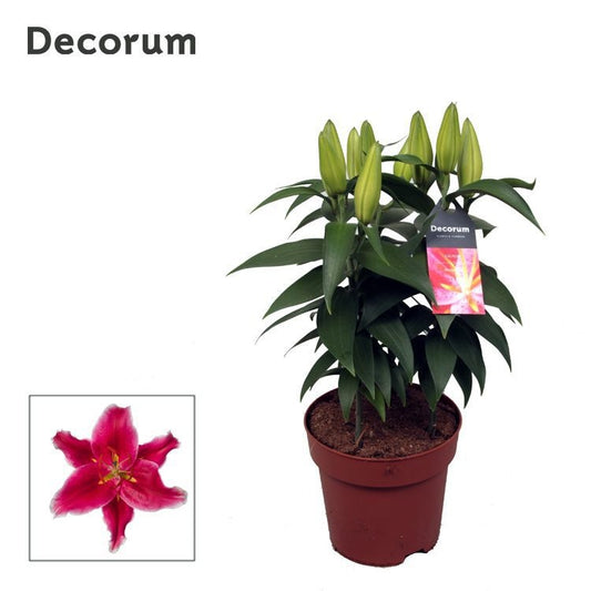 Lilium Starlight Express 50cm 17cm Pot