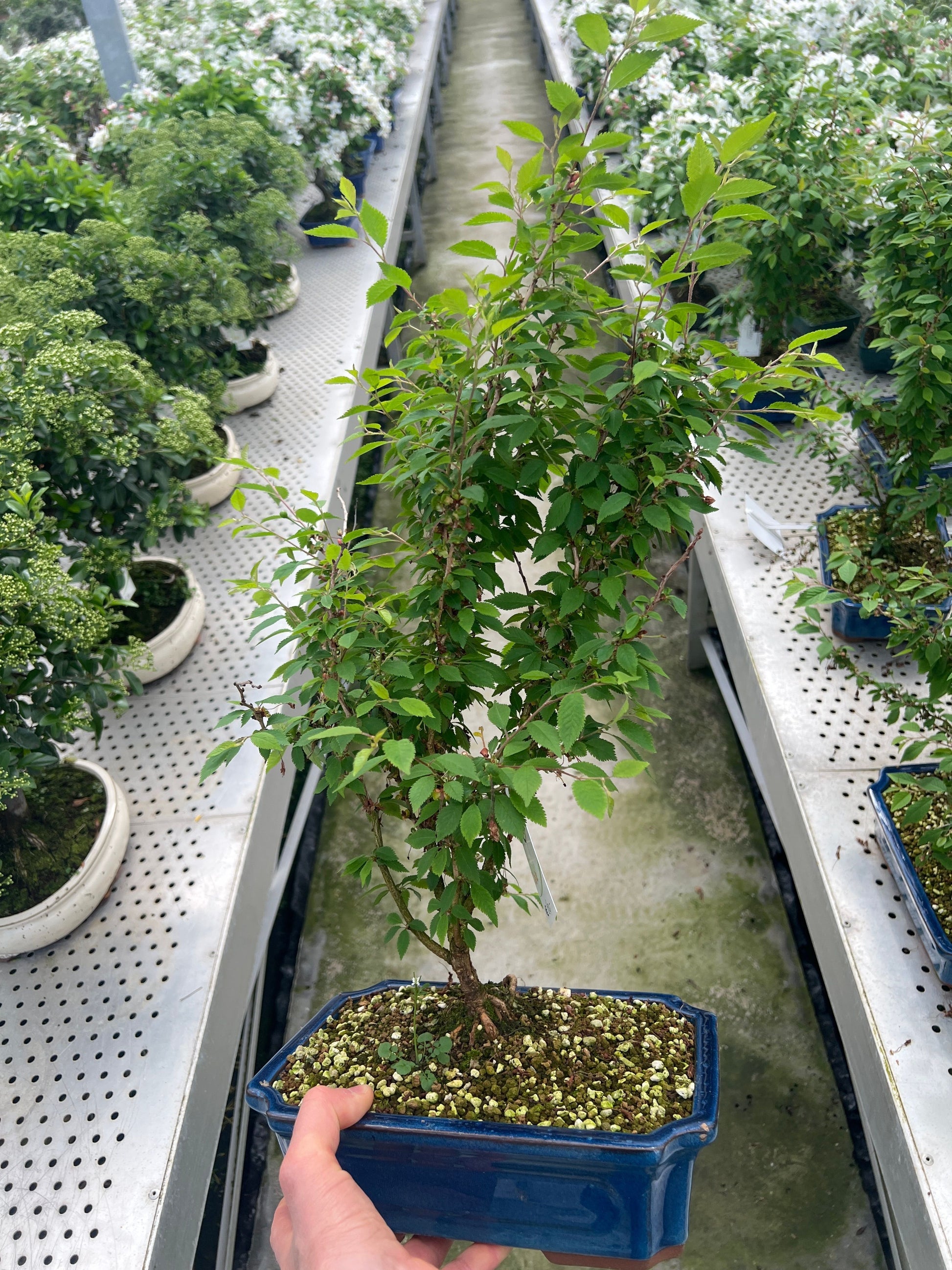 Prunus incisa Kojou-no-mai 55cm 26cm Pot