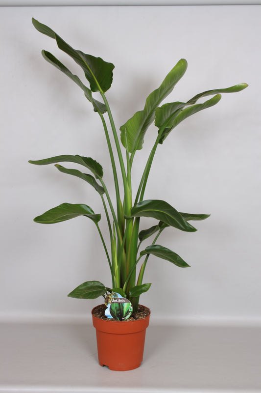 Strelitzia nicolai 140cm 24cm Pot