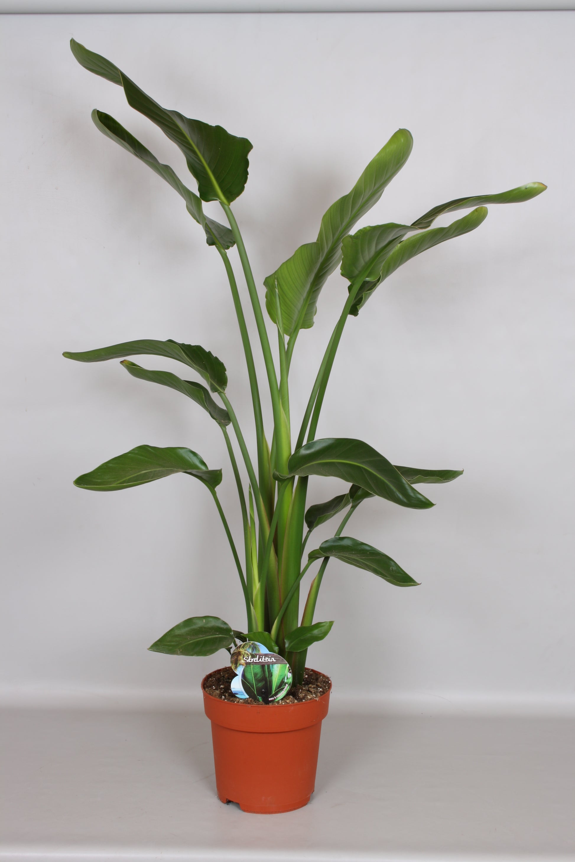 Peeters Potplanten BV Strelitzia nicolai Pack of 1