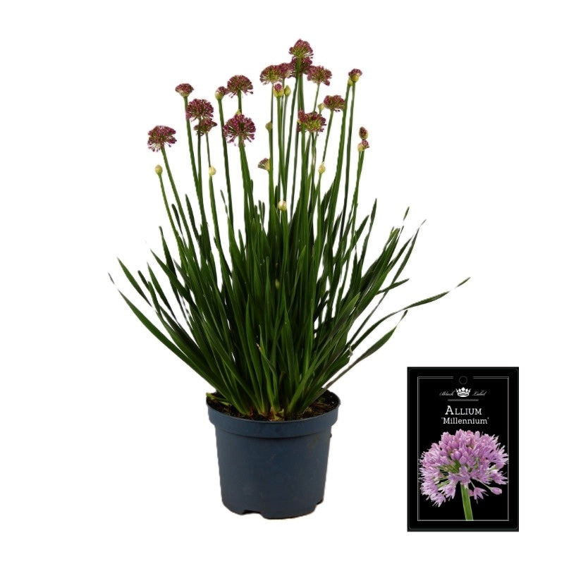 Allium Millennium 55cm 19cm Pot