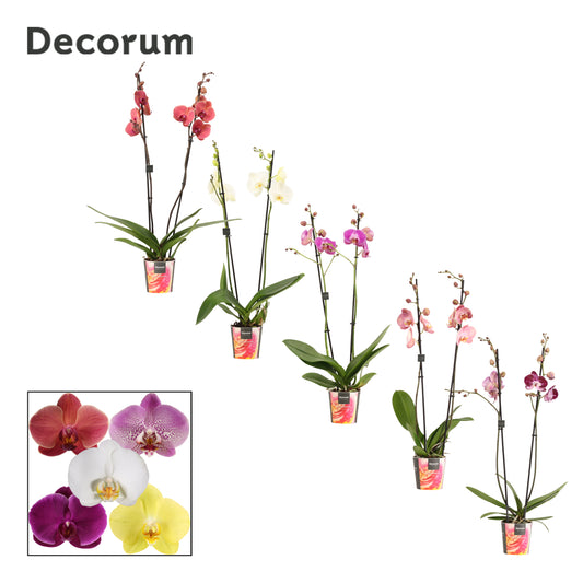 Phalaenopsis mix 65cm 12cm Pot