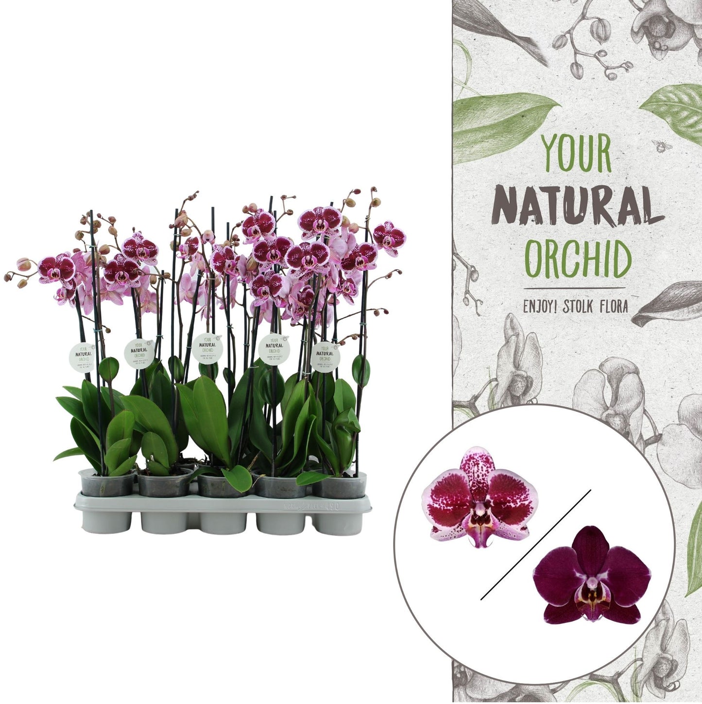 Phalaenopsis red 60cm 12cm Pot