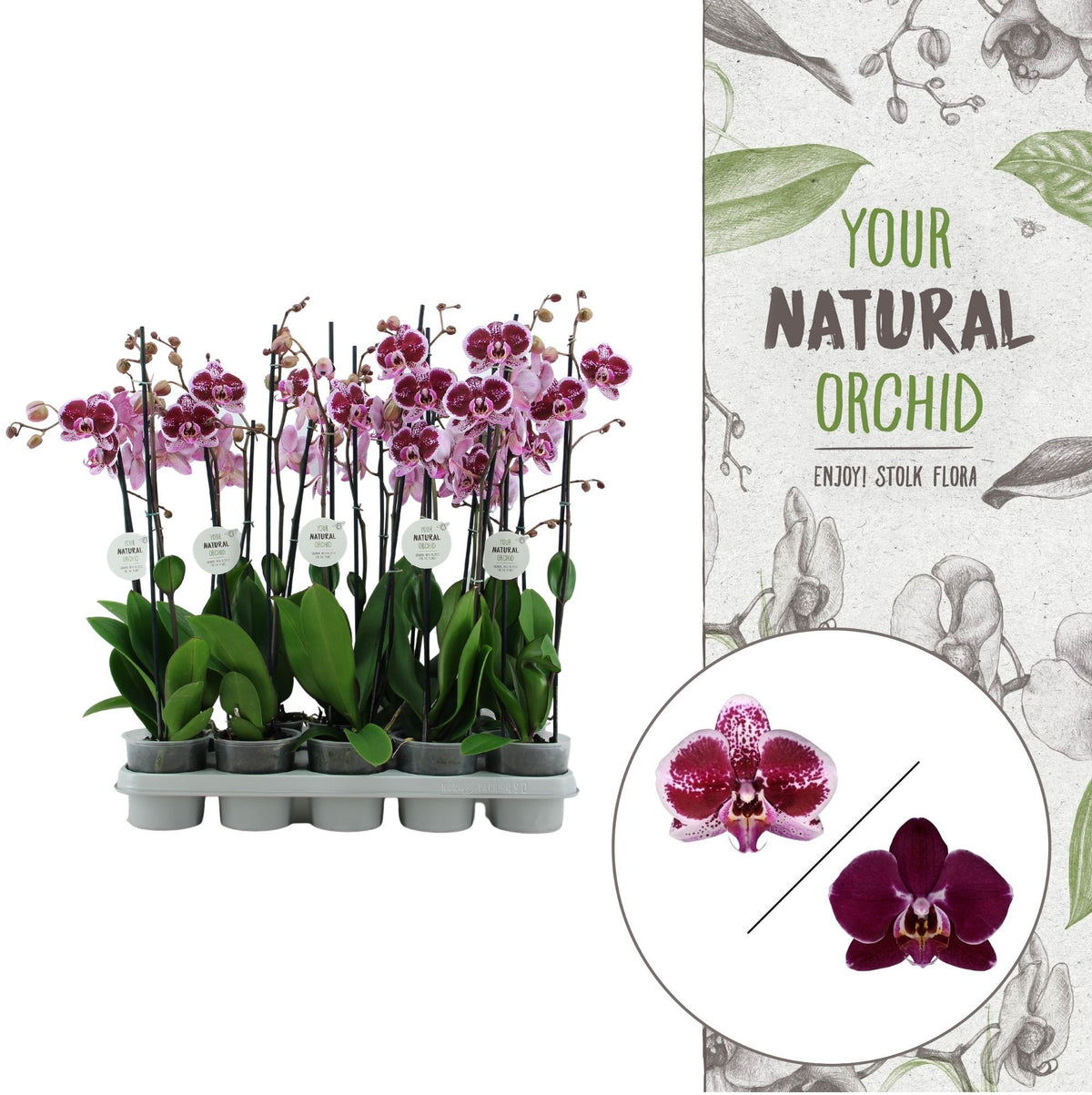 Phalaenopsis red 60cm 12cm Pot