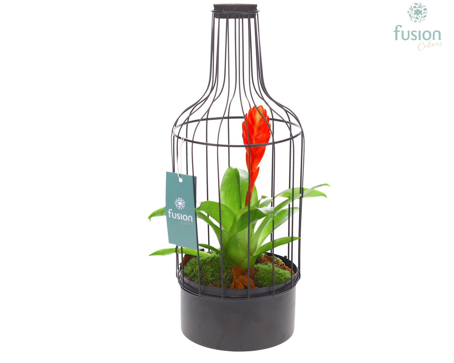 arr. Bromelia 43cm 15cm Pot