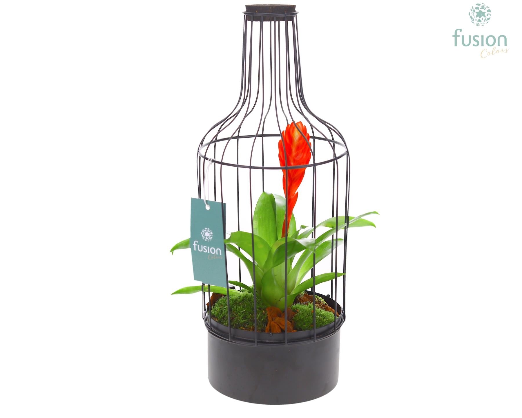 arr. Bromelia 43cm 15cm Pot