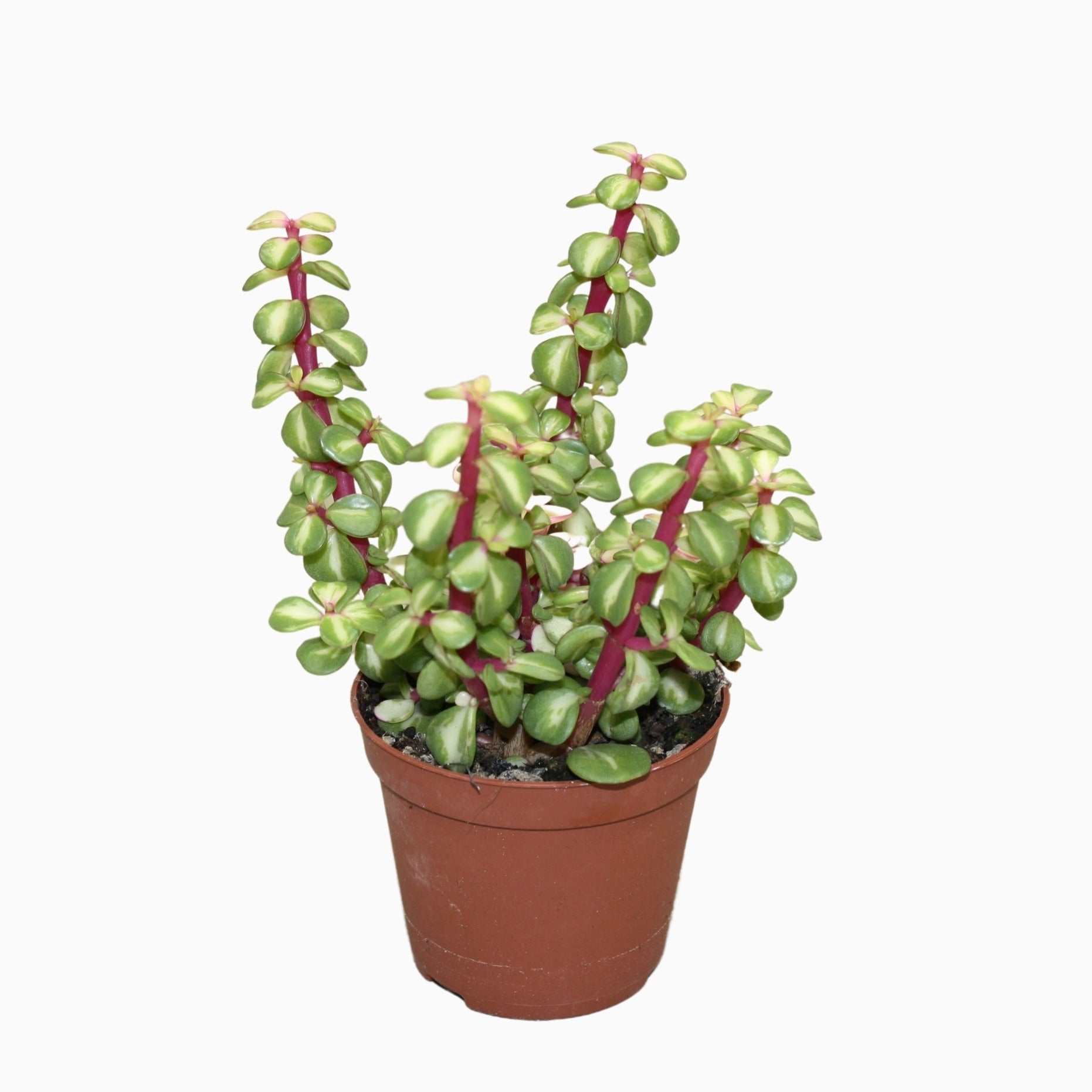 Portulacaria afra Variegata 16cm Special Pot (508)